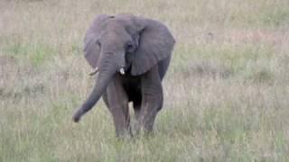 Amazing Five Legged Elephant