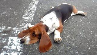 10 Laziest Dog Breeds on Earth!