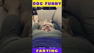 Dog Funny  Moment #farting #comedy #viral #fun #pets #ytshorts #video