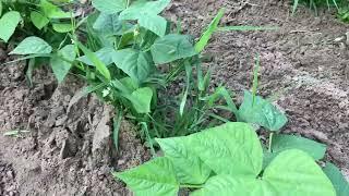 Weeding green beans, the easy way!