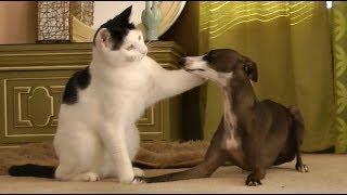 Pancake the Cat shares with Doberman & Italian Greyhounds