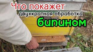 На пасеке в 230 семей ни одного клеща за сезон не видел . Что покажет двухкратная обработка бипином