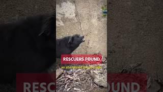 love can heal anything; even anger #wholsome #rescueefforts #wildliferescue #dogrescue
