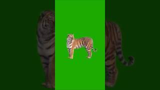 Tiger VFX In Video Edit #vfx