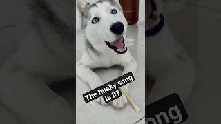 Perfect song for husky #huskyworldwide #huskyindia #huskyworld #funnydogvideo  #dogfunny #huskylove