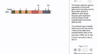 RNA Processing in eukaryotes Animation