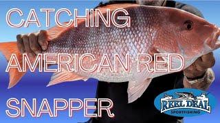 American Red Snapper Fishing on Reel Deal II