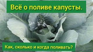 Всё о поливе капусты / как поливать капусту в открытом грунте/полив капусты/сколько поливать капусту