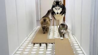 Dogs and Cats Go Through a Maze! Huskies and Kitten sweep away everything in their path