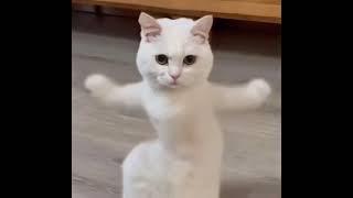 Dancing Cat With Motorcycle Exhaust Sound - Con Mèo Nhảy Múa Với Âm Thanh Pô Xe Máy