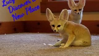 Two Fennec Foxes Play in a New Room