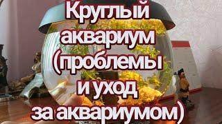 Круглый аквариум (проблемы и уход за аквариумом)