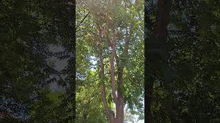 Summer 2025 #shorts #shortvideo #summer #2025 #vibes #asmr #asmrsounds #nature