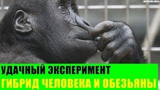 Удачный эксперимент по скрещиванию человека и обезьяны