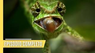 Madagascar salvaje: la leyenda de la isla de los lémures | Documental WILDLIFE