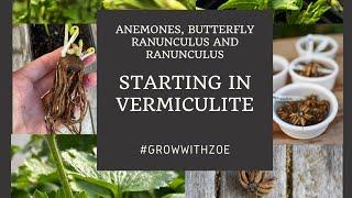 Starting Anemones, Ranunculus & Butterfly Ranunculus in Vermiculite (19 October 2024)