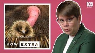 An Echidna's Penis Looks Like What?! | REACTION | How Extra: Love Edition | ABC Science