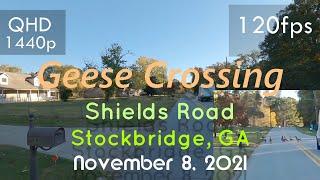 Qᴴᴰ120fps/Hz Video |Geese Crossing Street - Shields Rd |️Speed To 2x | GA (Nov 8, 2021)