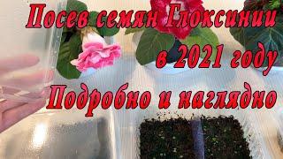 Посев семян Глоксинии в 2021 году. Подробно и наглядно