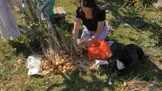 Beginning of July. Harvesting onions./Початок Липня. Збираю урожай цибулі.