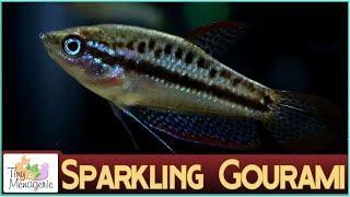 All About Sparkling Gourami - A Different Nano Fish