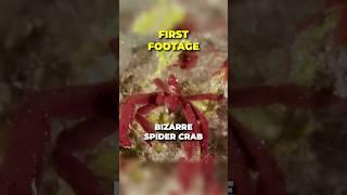 Bizarre Crab Discovered!