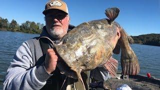 FLATHEAD CATFISH - The biggest Flatheads caught in the US on video. / Wicked Outdoor Adventures