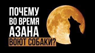 Почему во время азана ВОЮТ СОБАКИ?