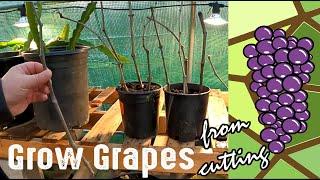 How To Grow Grape Plants From A Cutting