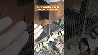 Tips and ideas for securing & predator-proofing a backyard chicken coop. Never lose a chicken again.