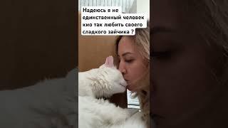 Мой сладкий пирожочек #cat #funny #comedy #asmr #cute #shorts