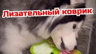 лизательный коврик для собак