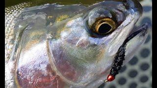 BCFlyguys Quick Tips E07 -  Fish N Sticks | Early Ice Off Stillwater Fly Fishing Tactics