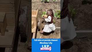 Lily is harvesting with Bebe and taking care of dad #short #shorts #monkey