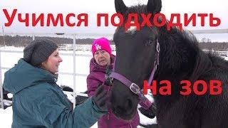 Учим коня подходить на зов. Мерин Простор. Первый урок.