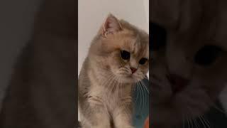 A lesson from Cash: always meow for a treat!