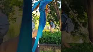 金剛鸚鵡