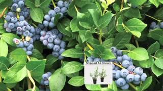 Cottage Farms Bountiful Harvests Chandler Blueberry Duo on QVC