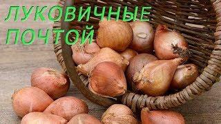 ЛУКОВИЧНЫЕ ПОЧТОЙ! ОТ ИНТЕРНЕТ МАГАЗИНА GARDENS.KZ ТАКИХ ВЫ ЕЩЁ НЕ ВИДЕЛИ!