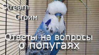 СТРИМ On Line Ответы на вопросы о волнистых попугаях