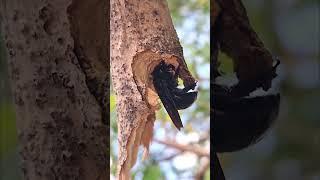 Xylocopa violacea, the violet carpenter bee #nature #insects #animal #life #savenature#saveanimals