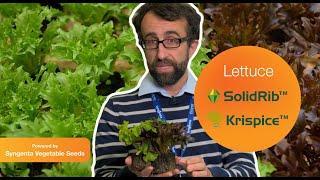 Syngenta Krispice & SolidRib lettuce - created for the grower and consumers needs.