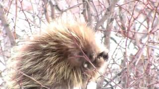 Gnawing On Sticks All Winter