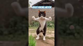 Joget kucing motor #cat #funny #feedshorts #shortsvideo #fypシ゚