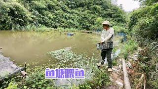 雨锅农场种的各种瓜果都开始结果子了，去鱼塘喂鱼还发现最好吃的翘鳞香菇