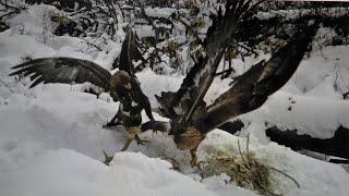 AQUILE in LOTTA per pastura  EAGLES FIGHTING for pasture