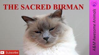 The Sacred Birman