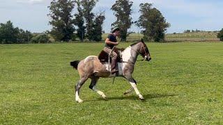  CABALLO TOBIANO ROSILLO DESTACADO  $3.000.000 -LOSEQUINOS.COM