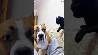 Dog scared of cat #catsnkittens #kittten #funny #kittenkuts #funnycats #cutekitt #animals #pets #cat