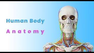 Human Body Anatomy Free VR experience